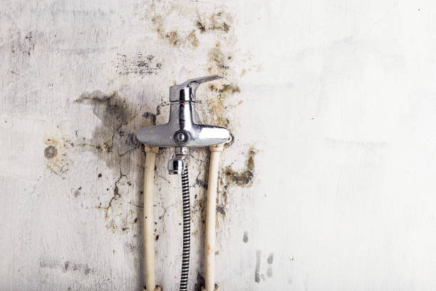 Best Toxic Mold Removal  in Pimmit Hills, VA