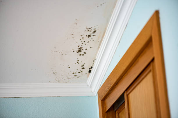 Certified Mold Removal in Pimmit Hills, VA