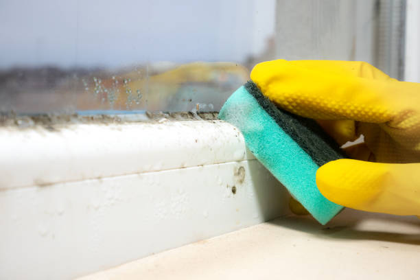 Best Commercial Mold Removal  in Pimmit Hills, VA