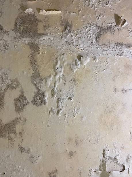 Best Emergency Mold Removal  in Pimmit Hills, VA