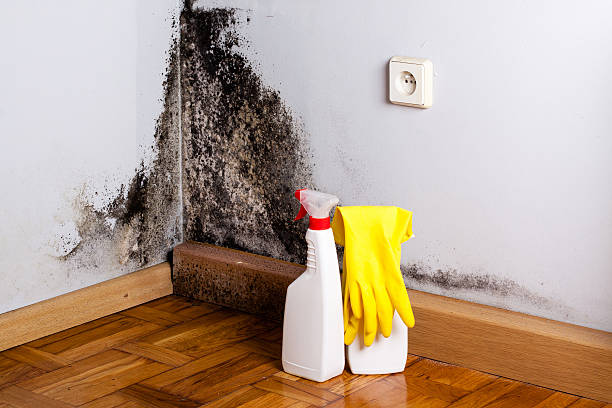 Crawl Space Mold Removal in Pimmit Hills, VA