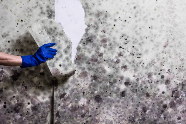Best Mold Cleaning Services  in Pimmit Hills, VA